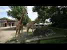 Maubeuge: réouverture du zoo suite au déconfinement