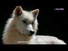 Un face-à-face étonnant avec des loups blancs d'Alaska dans le parc Alpha du Mercantour