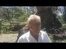 Mini-tornade au lac des Camboux : des dizaines d'arbres arrachés, la guinguette fermée