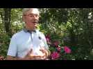Origines, conseils: un jardin pour tout savoir sur les hortensias