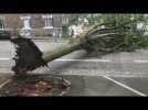 Un arbre s'est écroulé sur la route rue des Chalâtres