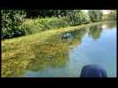 Saint-Quentin: les algues envahissent le canal
