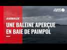 Animaux. Une baleine en baie de Paimpol