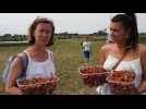 la cueillette des fraises en self dans l'Avesnois