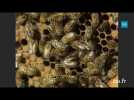 Néonicotinoïdes : le long combat des apiculteurs