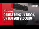 États-Unis : un ourson secouru la tête coincée dans un bidon