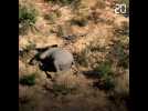 Botswana: mort mystérieuse de centaines d'éléphants