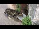 Sète : Elles nourrissent les chats errants de la gare maritime Orsetti