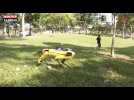 Un chien robot fait respecter les mesures de distanciation sociale dans un parc (vidéo)