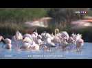 Zoom sur la Camargue à l'état sauvage