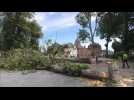 Avesnes-sur-Helpe : des arbres centenaires abattus