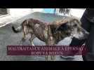 Maltraitance animale à Epernay : Boby va mieux