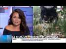 Le chat, un prédateur si adorable