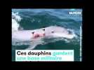 Ces dauphins gardent une base militaire américaine