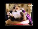 Ce chat de gouttière italien est millionnaire