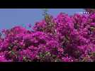 Les bougainvilliers en fleur sur la Côte d'Azur
