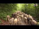 Transhumance : les moutons de l'Ariège prennent de la hauteur