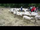 Ninane : des moutons pour entretenir les coteaux de Ninane