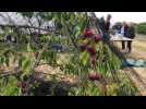 La self-cueillette de cerises fait un carton à Aubers