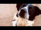 Adopte un chien avec Corse-Matin : découvrez Max