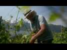 De la vigne en Norvège, grâce au réchauffement climatique