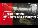 Thaïlande. Le cruel dressage des « éléphants à touristes »