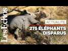 Au Botswana, la mort mystérieuse d'au moins 275 éléphants