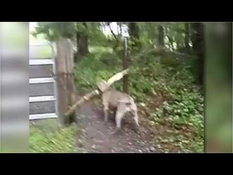 VIDEO : Your Dog Can Hear You When It's Noisy