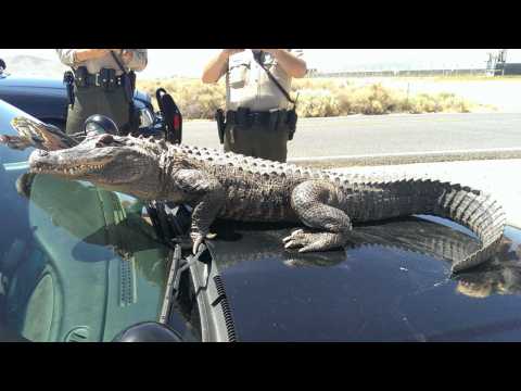 VIDEO : Alligator Captured In Pittsburgh?