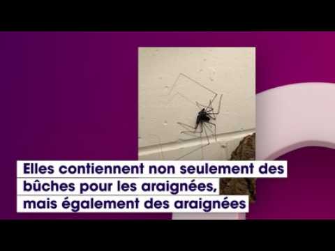 VIDEO : Arachnophobes s?abstenir : ces toilettes trs spciales font froid dans le dos !