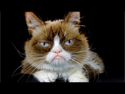 VIDEO : Viral Meme Sensation Grumpy Cat Is Dead