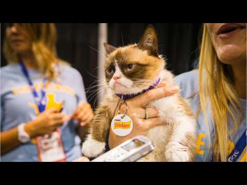 VIDEO : The Internet Bids Farewell To Its Most Famous Feline: Grumpy Cat