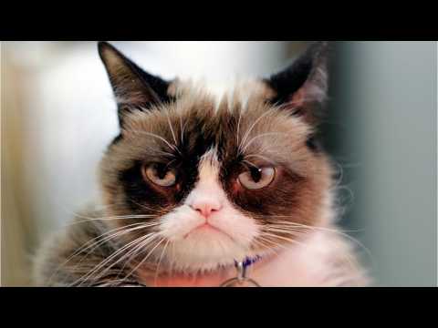 VIDEO : The Walking Dead Shares Andrew Lincoln With Grumpy Cat Photo