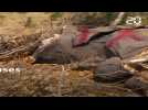 Le Botswana lève l'interdiction de la chasse aux éléphants