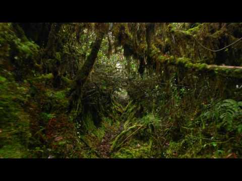 VIDEO : Species Are Going Extinct At An Unprecedented Rate