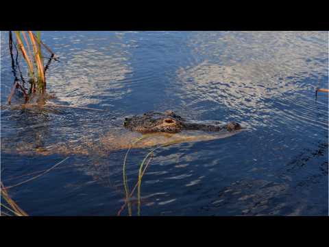 VIDEO : Woman Pulls Live Alligator From Pants At Traffic Stop
