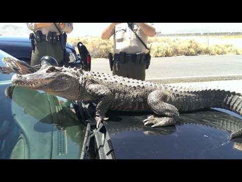VIDEO : 10-Foot Alligator Strolls Along Florida Highway