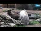Aron le nouvel ours polaire du zoo de La Flèche découvre son nouvel environnement