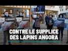 Contre le supplice des lapins angora