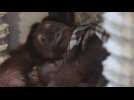 Mathaï, le bébé orang-outan de Pairi Daiza