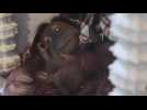 Naissance de orang-outan à Pairi Daiza