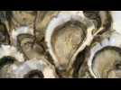 A temps pour les Fêtes, les premières huîtres bio du bassin d'Arcachon
