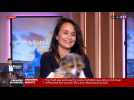 Animal sous le sapin : soyez responsable