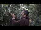 Grèce : l'olive, victime de la crise sanitaire