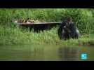 Congo-Brazzaville : protéger le gorille des plaines de l'Ouest, espèce très menacée