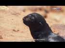 Tensions autour des colonies d'otaries en Namibie