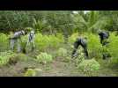 La Colombie revendique un nouveau record d'éradication de plants de coca