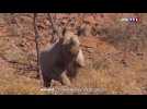 Les rois de la Namibie : à la rencontre de ces animaux en totale liberté