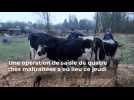 Opération de saisie de quatre vaches maltraitées à Albert