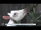 ENVIRONNEMENT - Des chèvres mangeuses de sapins de noël